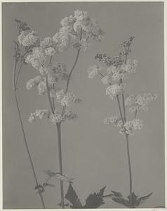 53. Filipendula ulmaria, English meadow-sweet