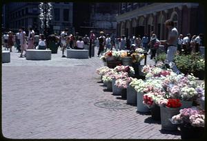 Flowers for sale outside Faneuil Hall