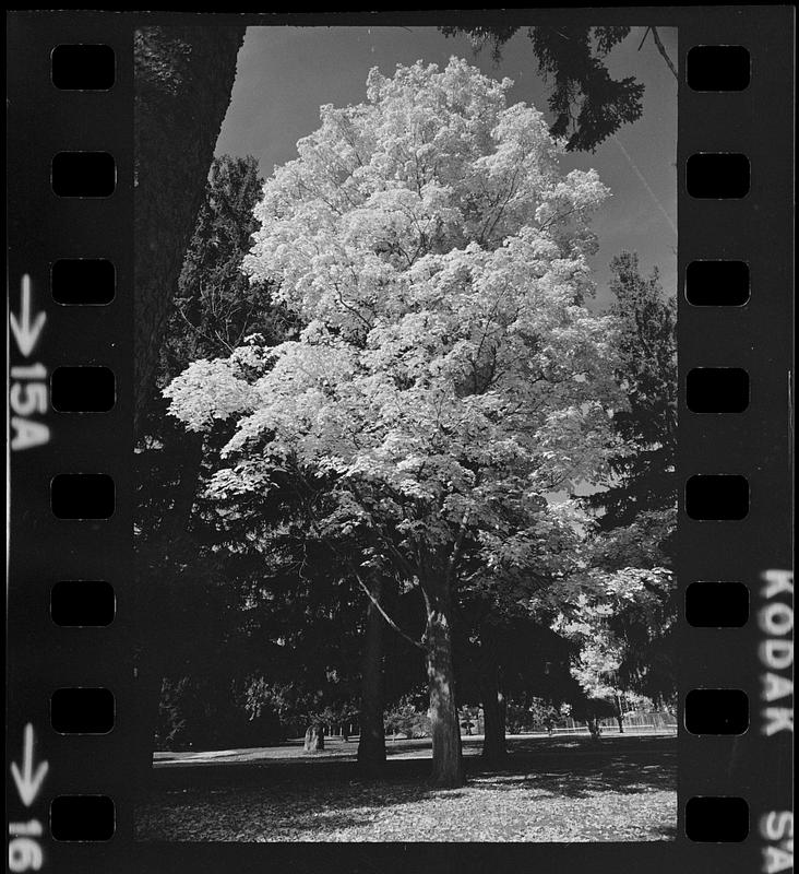 Atkinson Common foliage - Digital Commonwealth
