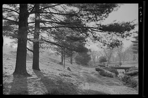 Trees, Wayside Inn, Sudbury