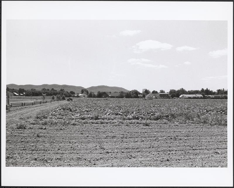 Kosior Drive from Maple Avenue, viewed south