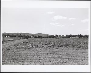 Kosior Drive from Maple Avenue, viewed south