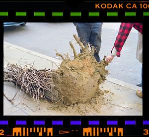 Uprooted tree on sidewalk