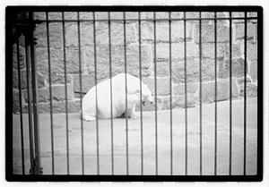 Bears at zoo