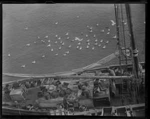 Sea gulls attracted by fish on schooner Henrietta - South Boston fish pier