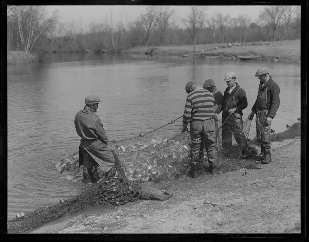 Pulling out a full net, Herring run in Raynham - Digital Commonwealth