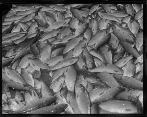 Herring caught during herring run in Raynham