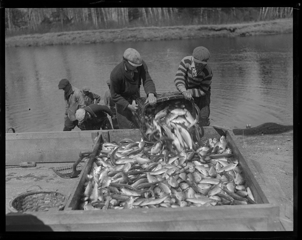 Herring run at Raynham