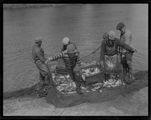 Basketful of herring caught during herring run in Raynham