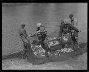 Herring run in Raynham