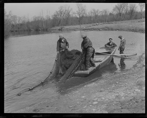 Herring run in Raynham