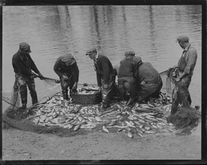 Herring run, Taunton