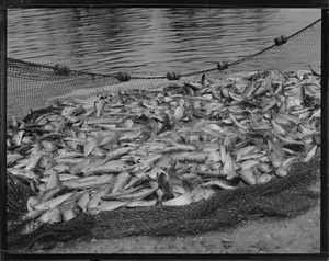 Herring run in Taunton