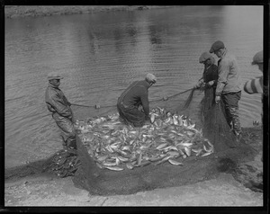 Herring run in Raynham