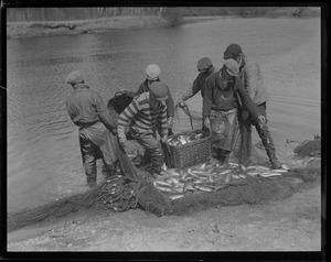 Herring run in Raynham