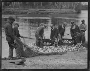 Herring run, Taunton