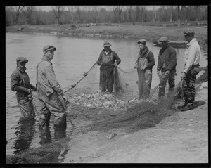 Herring run, Raynham