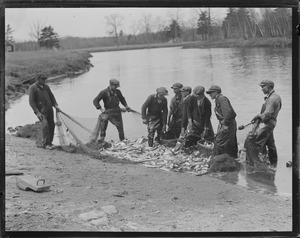 Herring run in Taunton