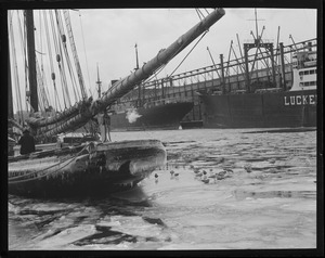 Seagulls posing with fishing schooner Imperator at fish pier