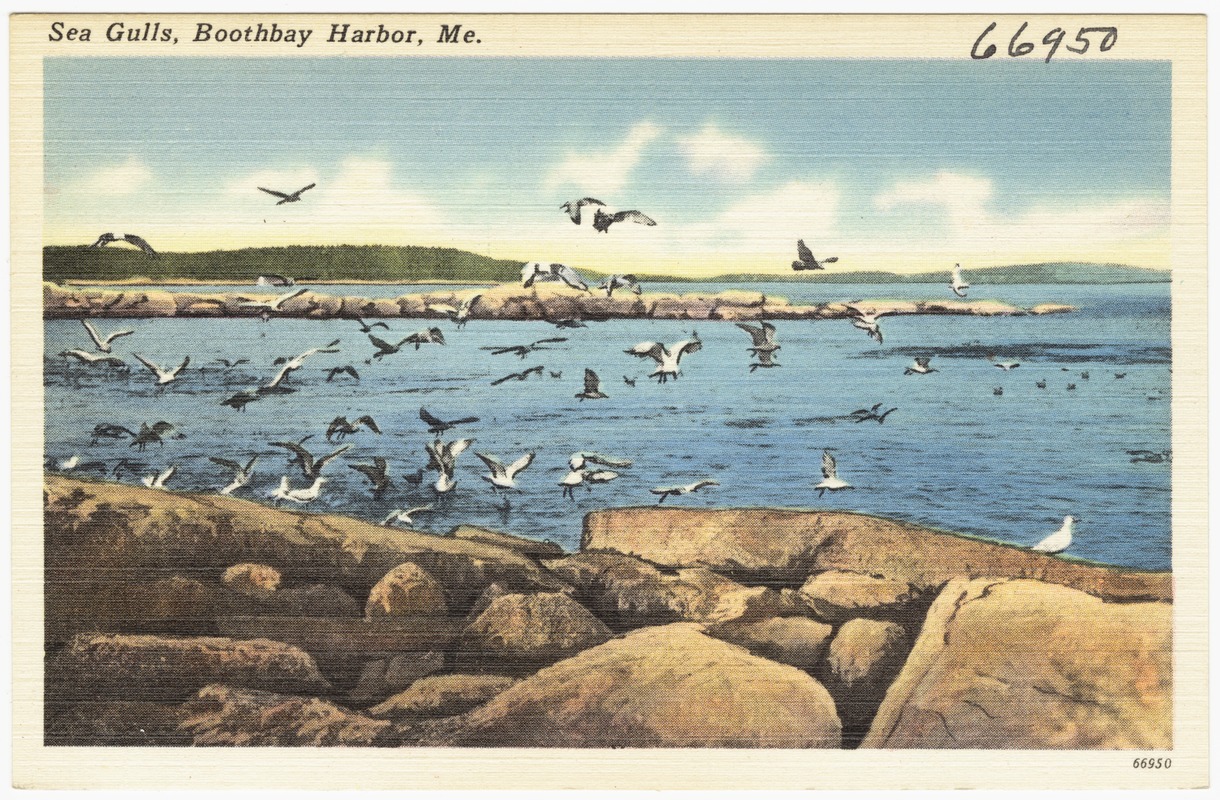 Sea Gulls, Boothbay Harbor, Me.