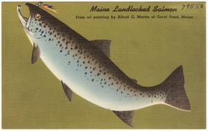 Maine Landlocked Salmon, from oil painting by Alfred G. Martin of Great Pond, Maine