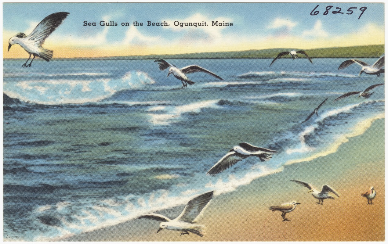 Sea Gulls on the beach, Ogunquit, Maine