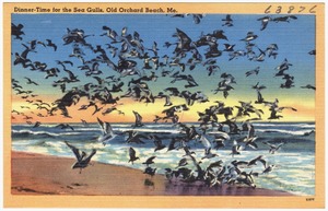 Dinner-time for the Sea Gulls, Old Orchard Beach, Me.