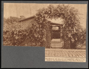 Climbing roses over entrance gate to Alonzo G. Van Nostrand house