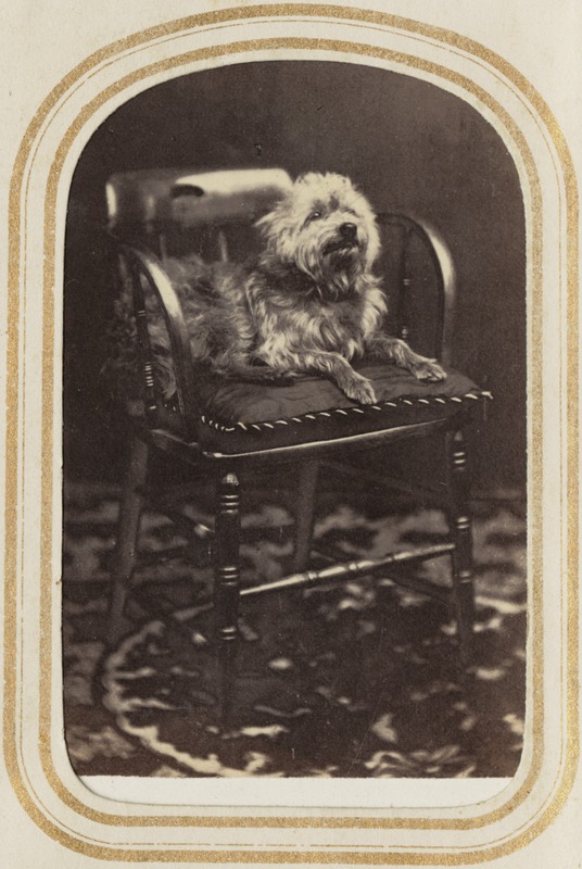 Portrait of a dog on a chair [J.H.S]