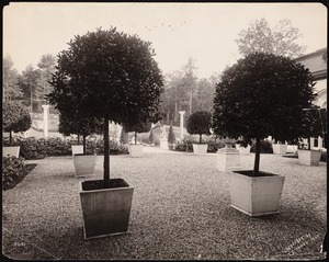 Bellefontaine: trees in wooden pots