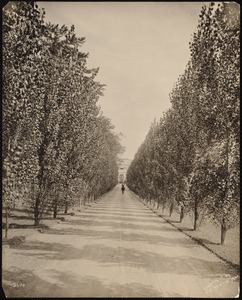 Bellefontaine: driveway with horseman, lined with trees