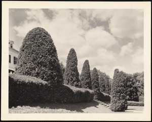 The Mount: trees and steps to lawn