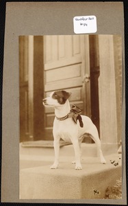 Ventfort Hall: dog