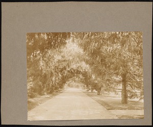 Ventfort Hall: tree-lined drive