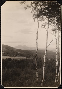 Aspinwall Hotel: view, with birches in foreground