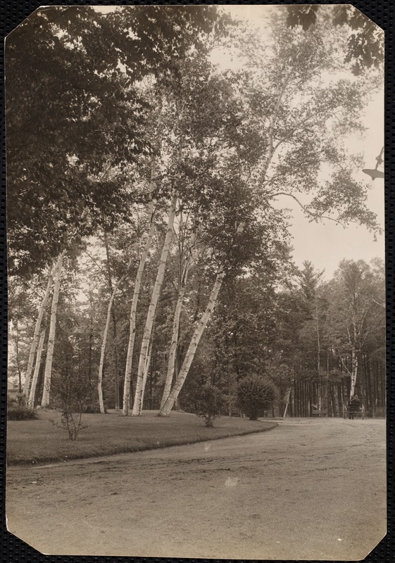 Aspinwall Hotel: curving drive with carriage and trees
