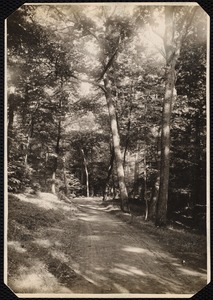 Woolsey Woods: tree-lined drive