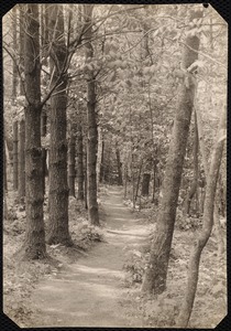 Woolsey Woods: tree-lined path