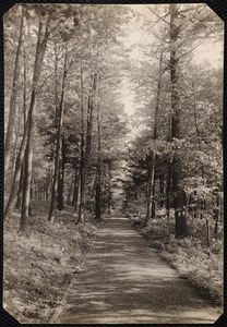Woolsey Woods: tree-lined drive