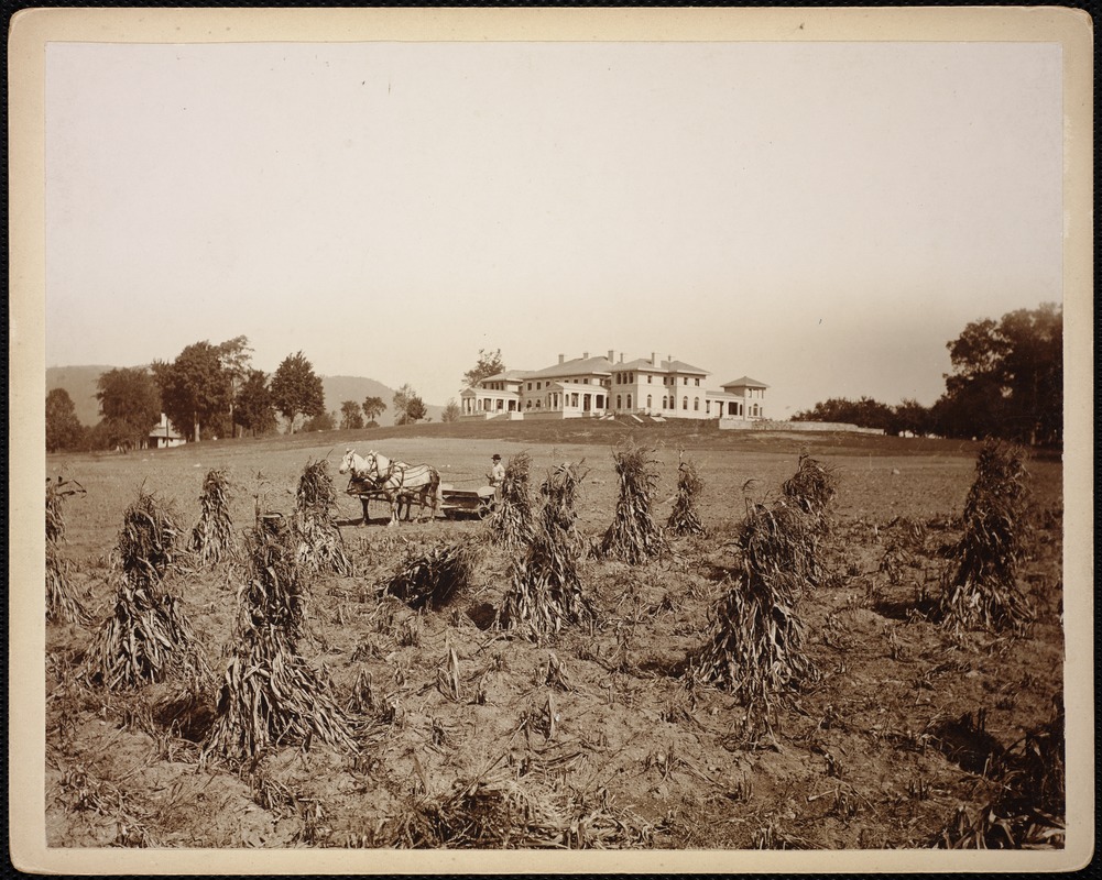 Wheatleigh: house with corn being harvested