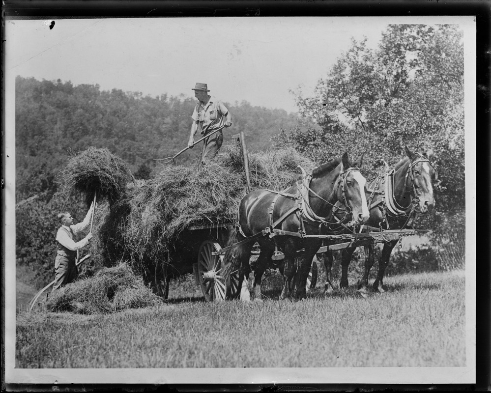 Pres. Coolidge pitching hay at his farm at Plymouth, Vermont