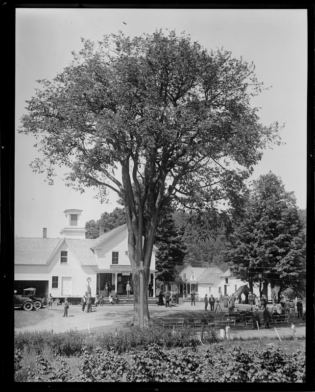 125 year old Elm in front of Pres. Coolidge's birthplace in Plymouth, VT