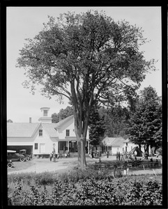 Old elm at Coolidge's birthplace in Plymouth, VT