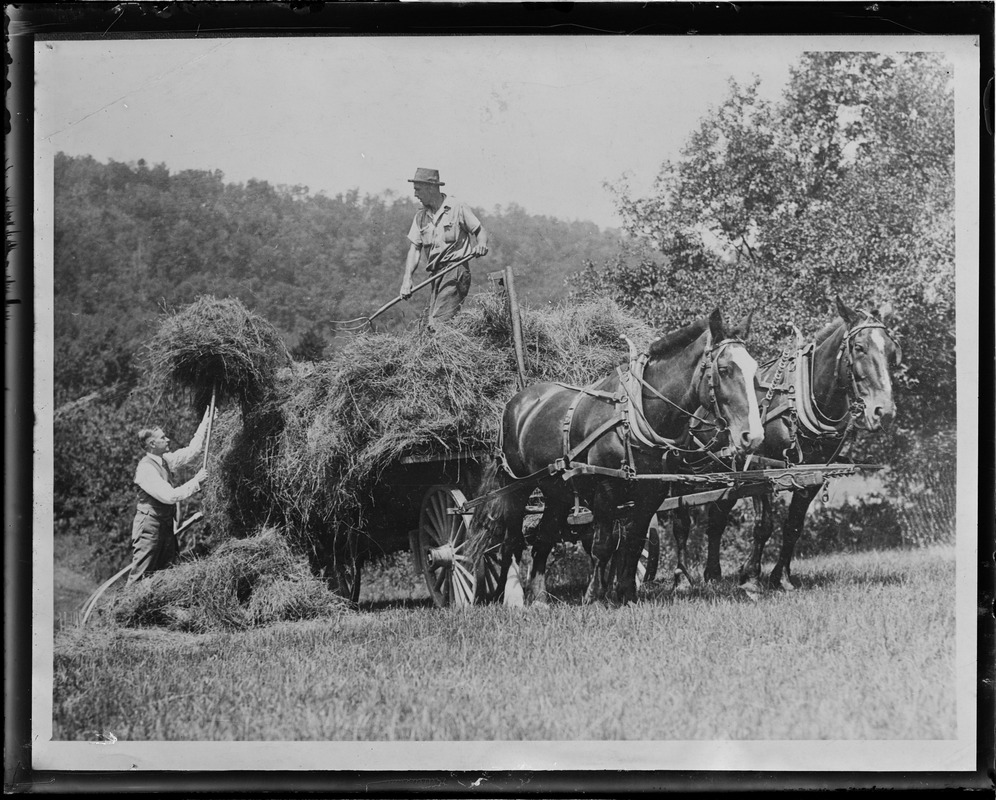 Pres. Coolidge haying in Plymouth, VT