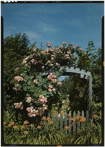 Marblehead, Rose Arbor - 31 Front, flowers