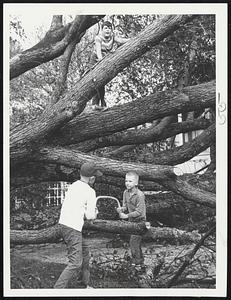Very Low Tree House--On North street, Mattapoisett, lookout in tree is Stephen Hatch and sawing woodsmen are Michael Collyer and Daniel Bridge. This was a familiar scene throughout the state following hurricane.