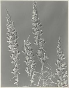 194. Linaria vulgaris, butter-and-eggs, yellow toad flax, ramsted