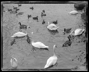 Franklin Park - ducks and swans
