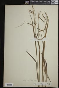 Carex gracillima