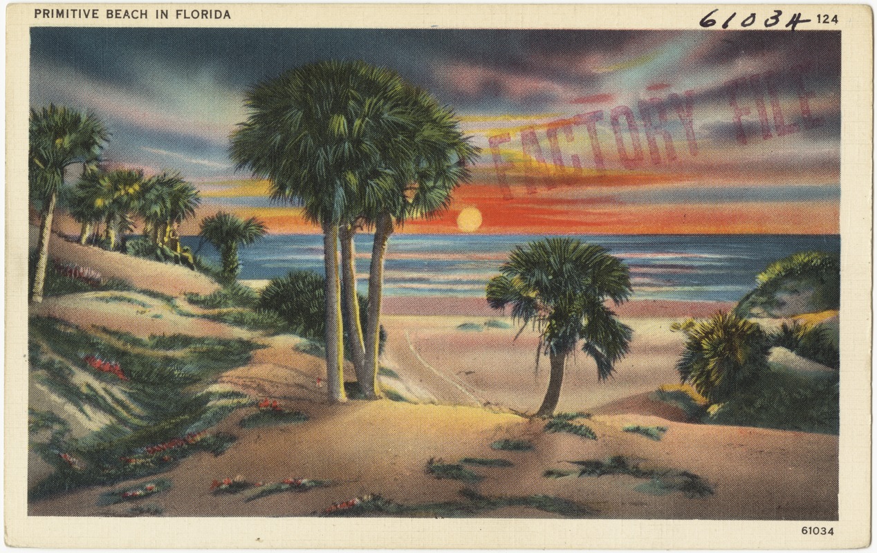 Primitive beach in Florida